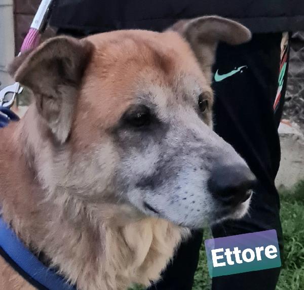 Ettore, Un Coccolone In Cerca Di Casa!